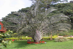 Dypsis decaryi